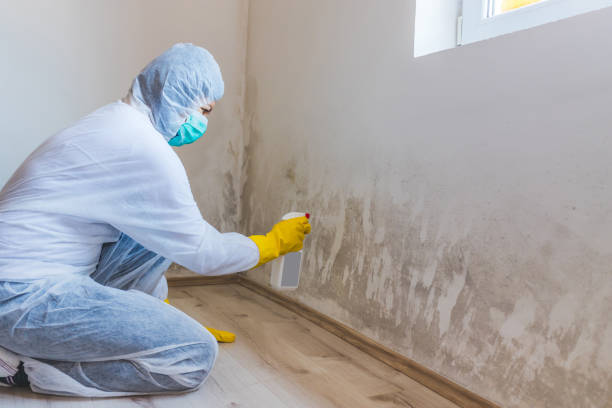 Licensed Mold Inspection service in Union, MI - WQB Mold Removal