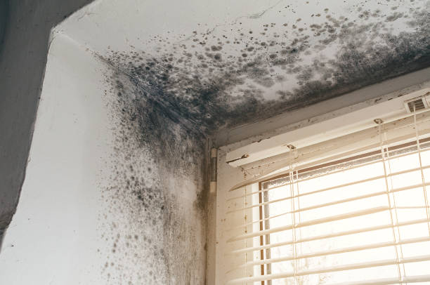Affordable Mold Inspection solutions in Union, MI